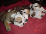 Vendo perros bulldog