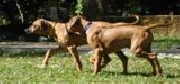 Vendo precioso cachorro rhodesian