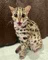 Gatito ocelot