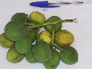 Sementes jatropha curcas- pinn- pinncillo