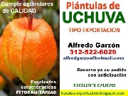 Semillas uchuva semillero plntulas plantas vivero