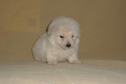 Vendo hermosos freench poodle